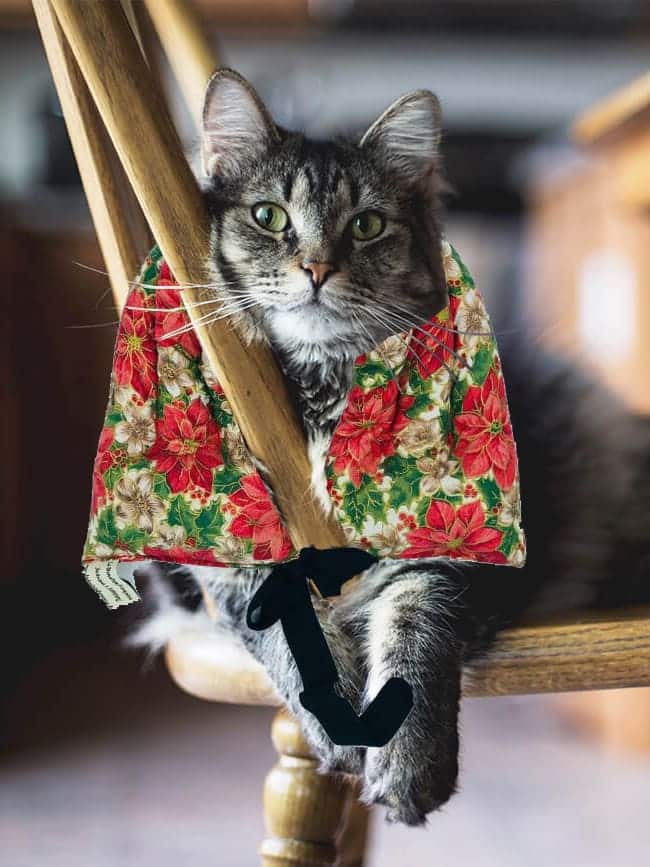 chat-bouillotte-min